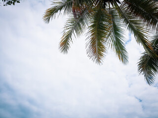 Fototapeta na wymiar Blue Sky, Tropical Palm Tree Growth