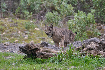 Beautiful portrait of a female Iberian lynx with one paw on a tree trunk in the forest of Sierra Morena, in Jaen, Spain