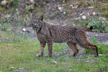 Beautiful portrait of a female Iberian lynx on the grass in the forest of Sierra Morena, in Jaen, Spain