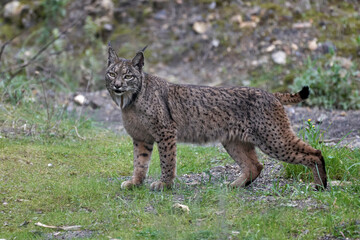 Obraz premium Beautiful portrait of a female Iberian lynx on the grass in the forest of Sierra Morena, in Jaen, Spain