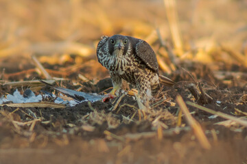 peregrine falcon sits on a harvested wheat field and eats its prey