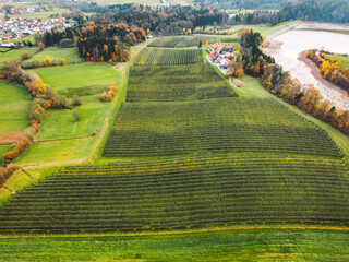 Aerial view of apple orchard in the countryside 