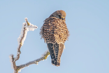 kestrel perches on a snowy branch on a tree in winter