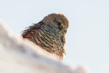 kestrel perches on a snowy branch on a tree in winter