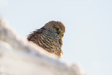 kestrel perches on a snowy branch on a tree in winter