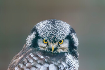 hawk owl keeps an eye out for prey in a forest