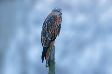 red kite sits on a branch and looks for prey