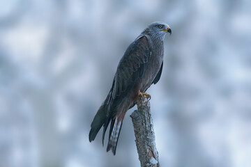 black kite sits on a branch and looks for prey
