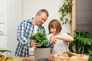 A teenage girl and dad are transplanting a monster houseplant into another pot. Home gardening and...