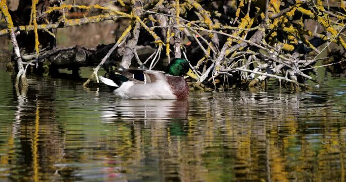 Mallard Duck, anas platyrhynchos, Adult Male Scratching, Pond in Camargue near Saintes Maries de la Mer, Slow Motion 4K