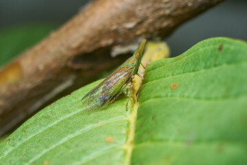 Macro Close-up of Dictyophara