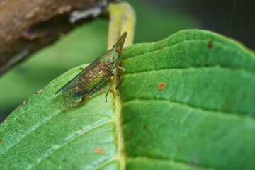 Macro Close-up of Dictyophara