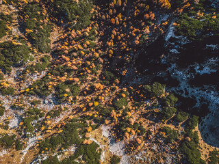 Top down directly above mountain forest in autumn time