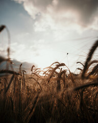 campo di grano al tramonto, spighe di grano, chicchi. luce del tramonto.