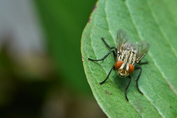 Macro Close-up of Sarcophaga Carnaria