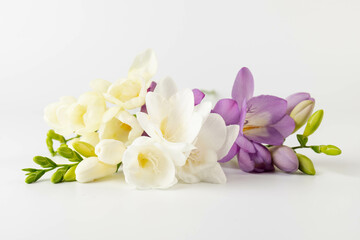 Beautiful fresh freesia flowers isolated on white. Spring delicate flower.
