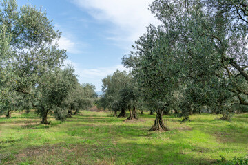 Obraz na płótnie Canvas olive trees full of ripe fruits in field