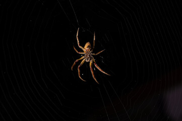 Poisonous yellow spider