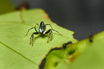 Macro Close-up of Cosmophasis Umbratica Spider