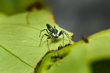 Macro Close-up of Cosmophasis Umbratica Spider
