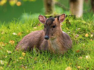 Muntjac Deer Laying Down on Grass