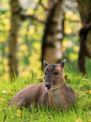 Fototapeta premium Muntjac Deer Laying Down on Grass