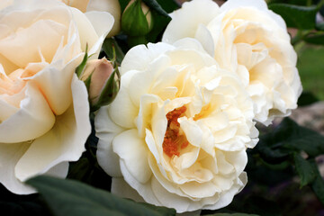Background from a bouquet of blooming garden roses. Beautiful roses in nature. Natural background, large inflorescence of roses on a garden bush or city park