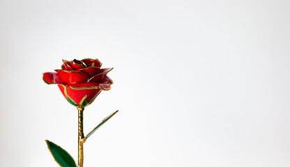 Rosa eterna sobre fondo blanco con espacio para texto 