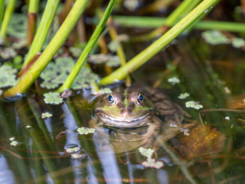 Marsh Frog in a Pond