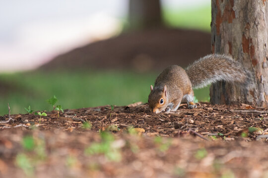 Eastern Grey Squirrel Foraging