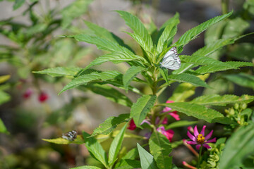 the white butterfly perched on the green leafy plant looks beautiful
