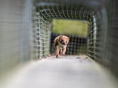 Captive Weasel Running in a  Cage