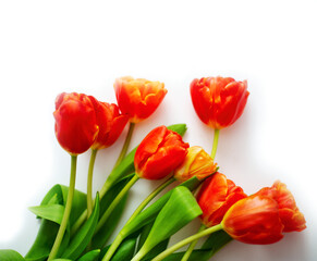 Bouquet of a beautiful red tulips on a white background