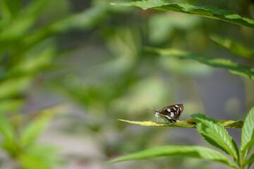 a beautiful brown butterfly with a white pattern perched on a green leaf is seen from the side close up on a blurry background