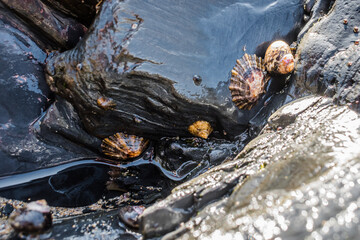 Wet rock in bokeh with limpets (patellogastropoda) and whelk