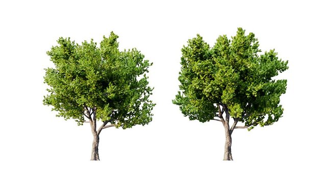 Growing trees isolated with alpha.3D animation growth grow from small to large, English Yew trees animate in the wind include alpha channel tree. Tree isolated Separated with alpha channels