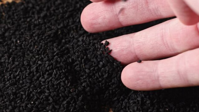 Black cumin seeds in hand, macro food ingredient, ayurvedic spice close-up