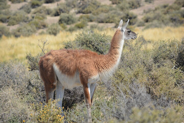 Primer plano de un guanaco en la provincia de Chubut, Argentina