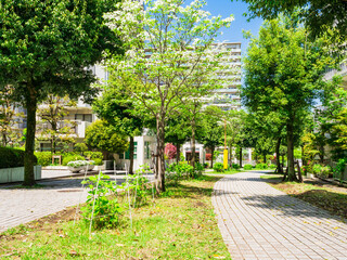 郊外の住宅地　新緑の生活道路