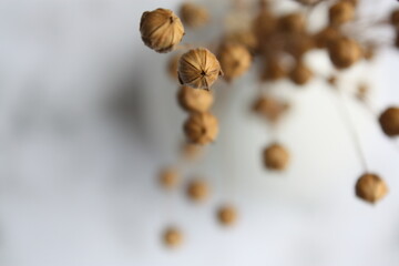 dry flax pods