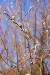 Willow branches with earrings. Beauty of nature. Spring, youth, growth concept.

