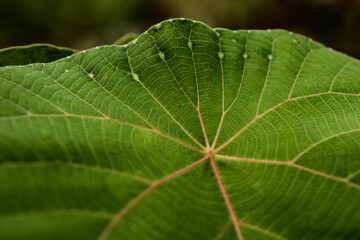 leaf macro