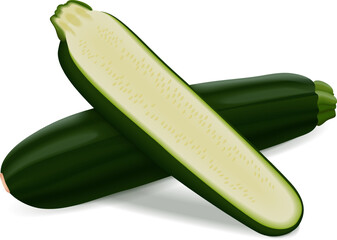 Whole and half of Black Beauty Zucchini or Dark Green Zucchini. Courgette or marrow. Summer squash. Cucurbita pepo or cucubits. Fruits and vegetables. Vector illustration isolated on white background.