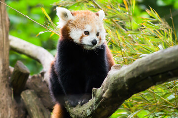 Close-up of a red panda on its tree