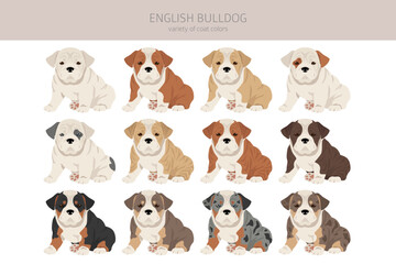 Obraz na płótnie Canvas English bulldog clipart. Different poses, coat colors set