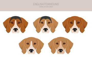 English  foxhound clipart. Different poses, coat colors set