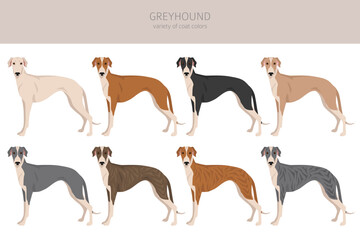 English greyhound clipart. Different poses, coat colors set