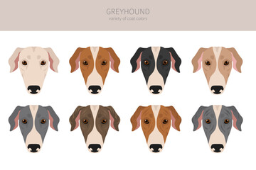 Obraz premium English greyhound clipart. Different poses, coat colors set