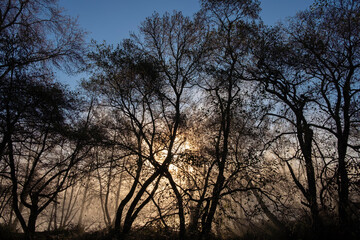 Riverbank of tall leafless trees during winter with the sun shining through the branches and mist