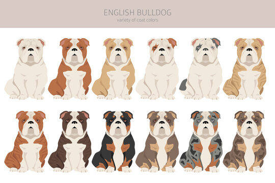 English bulldog clipart. Different poses, coat colors set
